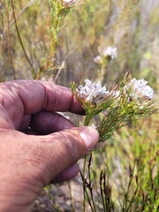 Serruria rostellaris