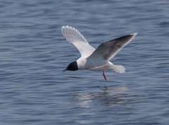 Hydrocoloeus minutus