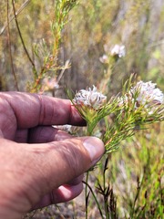 Serruria rostellaris