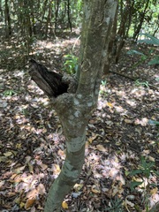 Atractocarpus pancherianus