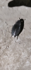 Hydrophilus