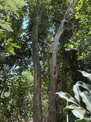 Sarcomelicope leiocarpa