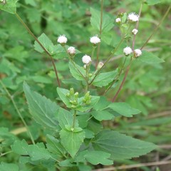 Ageratina rothrockii