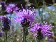 Centaurea ambigua