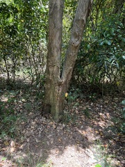 Sarcomelicope leiocarpa