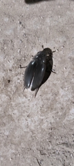 Hydrophilus