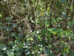 Micromelum minutum
