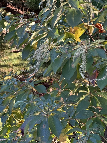 Clethra barbinervis, photograph 3