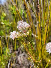 Serruria rostellaris