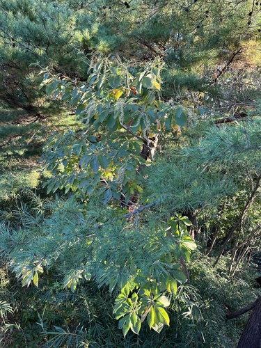 Clethra barbinervis, photograph 4