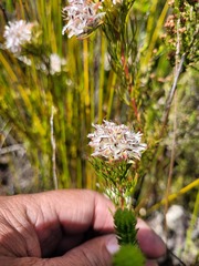 Serruria rostellaris
