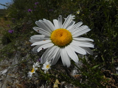 Leucanthemum vulgare