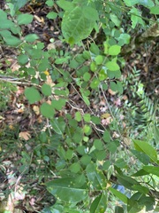 Zanthoxylum pancheri