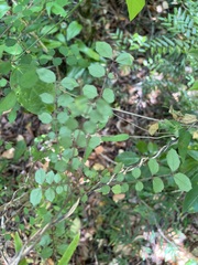 Zanthoxylum pancheri