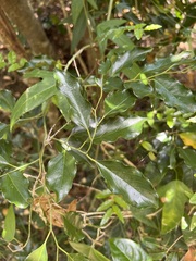 Ventilago neocaledonica