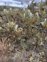 Protea longifolia