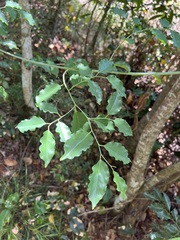 Ventilago neocaledonica