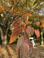 Zelkova serrata