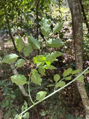 Ventilago neocaledonica