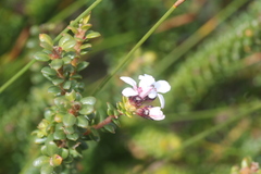 Adenandra rotundifolia