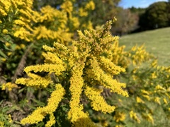 Solidago altissima