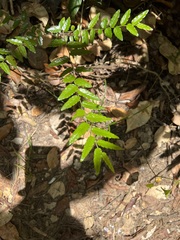 Ventilago neocaledonica