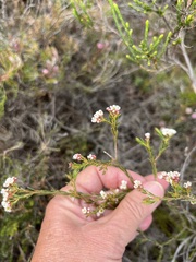 Diosma hirsuta