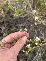Diosma hirsuta
