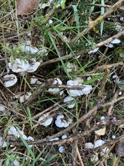 Panellus mitis