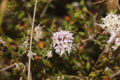 Agathosma dielsiana