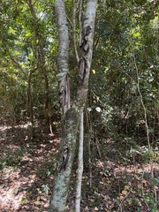 Diospyros fasciculosa