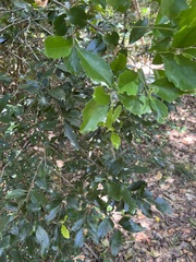 Elaeodendron curtipendulum