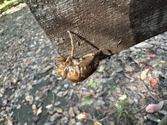 Graptopsaltria nigrofuscata