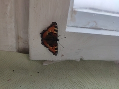 Aglais urticae