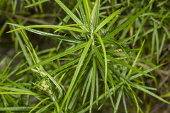 Cassinia longifolia