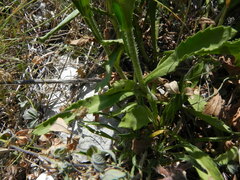 Leucanthemum vulgare
