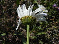 Leucanthemum vulgare