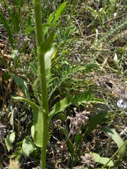 Leucanthemum vulgare