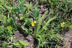 Hypoxis acuminata