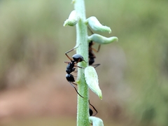 Polyrhachis exercita
