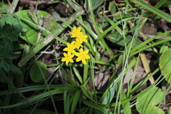 Hypoxis angustifolia