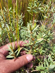 Grubbia tomentosa