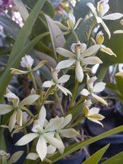 Prosthechea