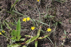 Hypoxis argentea