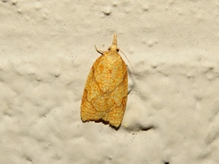 Cenopis reticulatana