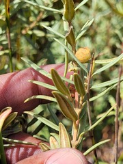 Grubbia tomentosa
