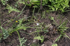Hypoxis argentea