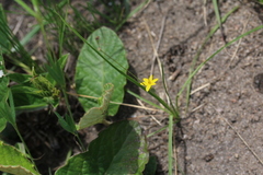 Hypoxis filiformis