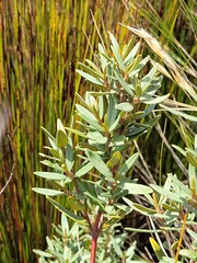 Grubbia tomentosa