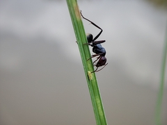 Polyrhachis exercita